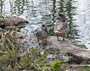 Click image for larger version. 

Name:	marbled-duck.jpg 
Views:	200 
Size:	481.7 KB 
ID:	4343