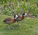 Click image for larger version. 

Name:	west-indian-whistling-duck.jpg 
Views:	257 
Size:	457.4 KB 
ID:	4344