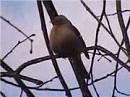 Click image for larger version. 

Name:	chaffinch_singing.jpg 
Views:	125 
Size:	7.1 KB 
ID:	4464