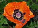 Click image for larger version. 

Name:	Oriental_poppy.jpg 
Views:	172 
Size:	189.7 KB 
ID:	5141