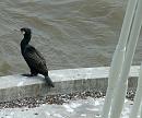 Click image for larger version. 

Name:	Cormorant 3313 - cropped - SHRUNK.jpg 
Views:	220 
Size:	274.0 KB 
ID:	536