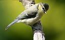 Click image for larger version. 

Name:	blue tit.JPG 
Views:	113 
Size:	52.9 KB 
ID:	5627