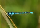 Click image for larger version. 

Name:	azure_damselfly.jpg 
Views:	424 
Size:	67.5 KB 
ID:	5799