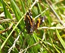 Click image for larger version. 

Name:	red_admiral_1.jpg 
Views:	471 
Size:	226.9 KB 
ID:	5803