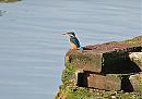 Click image for larger version. 

Name:	Kingfisher DSC_0186.jpg 
Views:	191 
Size:	148.5 KB 
ID:	6726