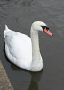 Click image for larger version. 

Name:	mute-swan-web.jpg 
Views:	179 
Size:	69.7 KB 
ID:	7740