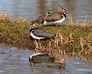 Click image for larger version. 

Name:	lapwing_7_P1191444.jpg 
Views:	231 
Size:	360.8 KB 
ID:	8047