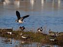 Click image for larger version. 

Name:	lapwing_8_P1191444.jpg 
Views:	333 
Size:	188.7 KB 
ID:	8048