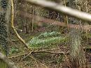 Click image for larger version. 

Name:	snowdrops_P3083093.jpg 
Views:	513 
Size:	409.9 KB 
ID:	8596