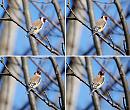 Click image for larger version. 

Name:	Goldfinch momtage.jpg 
Views:	157 
Size:	292.3 KB 
ID:	9043