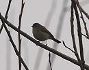 Click image for larger version. 

Name:	chiffchaff_P4124225.jpg 
Views:	487 
Size:	108.7 KB 
ID:	9048