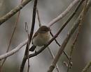Click image for larger version. 

Name:	chiffchaff_P4124244.jpg 
Views:	498 
Size:	91.7 KB 
ID:	9049