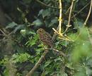 Click image for larger version. 

Name:	yellowhammer_P4154584.jpg 
Views:	176 
Size:	142.4 KB 
ID:	9108