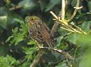 Click image for larger version. 

Name:	yellowhammer_P4154591.jpg 
Views:	211 
Size:	70.3 KB 
ID:	9109