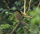 Click image for larger version. 

Name:	yellowhammer_P4154590.jpg 
Views:	255 
Size:	113.0 KB 
ID:	9118