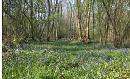 Click image for larger version. 

Name:	bluebells_moor_copse_P4194768.jpg 
Views:	459 
Size:	484.8 KB 
ID:	9241