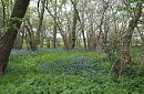 Click image for larger version. 

Name:	bluebells_moor_copse_P4194806.jpg 
Views:	486 
Size:	451.0 KB 
ID:	9242