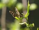 Click image for larger version. 

Name:	speckled_wood_P4194750.jpg 
Views:	443 
Size:	127.8 KB 
ID:	9243