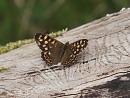 Click image for larger version. 

Name:	speckled_wood_P4194796.jpg 
Views:	434 
Size:	218.0 KB 
ID:	9244