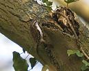 Click image for larger version. 

Name:	treecreeper_1_P4194775.jpg 
Views:	430 
Size:	144.9 KB 
ID:	9245