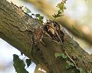 Click image for larger version. 

Name:	treecreeper_P4194776.jpg 
Views:	441 
Size:	247.7 KB 
ID:	9246