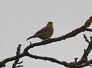 Click image for larger version. 

Name:	yellowhammer_P4194820.jpg 
Views:	372 
Size:	79.8 KB 
ID:	9247
