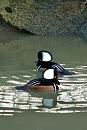Click image for larger version. 

Name:	Double Hooded Merganser.jpg 
Views:	199 
Size:	394.2 KB 
ID:	952
