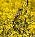 Click image for larger version. 

Name:	yellow_wagtail_P5086404.jpg 
Views:	176 
Size:	155.0 KB 
ID:	9572
