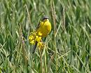 Click image for larger version. 

Name:	Yellow_wagtail_P5086367.jpg 
Views:	211 
Size:	226.9 KB 
ID:	9574