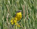 Click image for larger version. 

Name:	yellow_wagtail_P5086374.jpg 
Views:	163 
Size:	131.1 KB 
ID:	9575