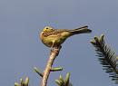 Click image for larger version. 

Name:	yellowhammer_P5086553.jpg 
Views:	122 
Size:	69.4 KB 
ID:	9617