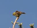 Click image for larger version. 

Name:	yellowhammer_P5086568.jpg 
Views:	136 
Size:	61.2 KB 
ID:	9618