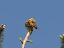 Click image for larger version. 

Name:	yellowhammer_P5086572.jpg 
Views:	123 
Size:	60.0 KB 
ID:	9619