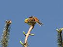 Click image for larger version. 

Name:	yellowhammer_P5086576.jpg 
Views:	138 
Size:	70.2 KB 
ID:	9620