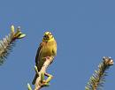 Click image for larger version. 

Name:	yellowhammer_P5086601.jpg 
Views:	124 
Size:	50.1 KB 
ID:	9621