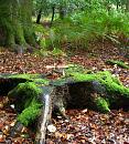 Click image for larger version. 

Name:	4 different fungi on this tree stump.JPG 
Views:	404 
Size:	494.4 KB 
ID:	16061