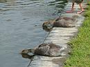 Click image for larger version. 

Name:	08-06-06-3846 - SHRUNK - Greylag Goose goslings.jpg 
Views:	186 
Size:	362.4 KB 
ID:	5239