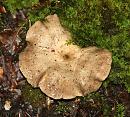 Click image for larger version. 

Name:	fungi 2.JPG 
Views:	3235 
Size:	141.2 KB 
ID:	1540