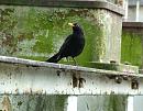 Click image for larger version. 

Name:	08-06-06-4008 - SHRUNK - blackbird.jpg 
Views:	143 
Size:	476.3 KB 
ID:	5215