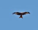 Click image for larger version. 

Name:	SH6454 -090706-Red Kite Milvus_milvus.jpg 
Views:	171 
Size:	336.6 KB 
ID:	10454