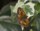 Click image for larger version. 

Name:	SH4293 -1007 16-Male Gatekeeper-Pyronia_tithonus.jpg 
Views:	158 
Size:	379.2 KB 
ID:	14962