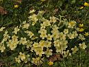 Click image for larger version. 

Name:	Primroses_P3273293.jpg 
Views:	333 
Size:	415.1 KB 
ID:	16970