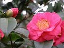 Click image for larger version. 

Name:	Exbury Camellias 4.JPG 
Views:	273 
Size:	374.0 KB 
ID:	18523