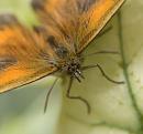 Click image for larger version. 

Name:	SH4318 -1007 16-Gatekeeper-Pyronia_tithonus.jpg 
Views:	162 
Size:	291.9 KB 
ID:	14964