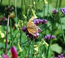 Click image for larger version. 

Name:	Silver-washed Fritillary 3.JPG 
Views:	215 
Size:	269.9 KB 
ID:	15526