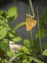 Click image for larger version. 

Name:	SH0231 -1107 04-Large Skipper-Ochlodes faunus.jpg 
Views:	369 
Size:	299.1 KB 
ID:	17663