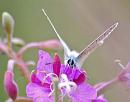 Click image for larger version. 

Name:	Common blue (Polyommatus icarus) DSC_0169.jpg 
Views:	164 
Size:	61.8 KB 
ID:	15446