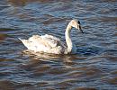 Click image for larger version. 

Name:	Mute Swan DSC_0018.jpg 
Views:	266 
Size:	265.2 KB 
ID:	7282