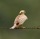 Click image for larger version. 

Name:	Yellow Hammer Combe Gibbet 2 IMG_0012_edited-2.jpg 
Views:	911 
Size:	294.3 KB 
ID:	15087