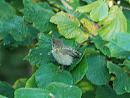 Click image for larger version. 

Name:	Humes Leaf Warbler DSC_0245.jpg 
Views:	179 
Size:	184.5 KB 
ID:	6797